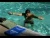 How to Swim Competitive Butterfly Stroke