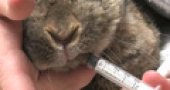 Pet Care: Rabbits