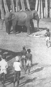 Shooting an Elephant