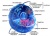 Elements of Biology: The Cell - Structure and Function