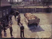 Concentration Camps After Liberation (1945) & Universal News Reels (1937)