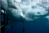 Mexico - Thirteen feet and a thousand-plus pounds of great white shark
