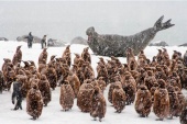 South Georgia Island - southern elephant seals and king penguins share a rookery
