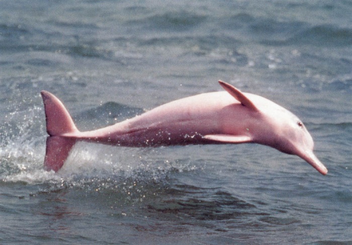 
	The Amazon River Dolphin, alternately Bufeo, Bufeo Colorado, Boto, Boto Cor de Rosa, Boutu, Nay, Tonina, or Pink River Dolphin (Inia geoffrensis), is a freshwater river dolphin endemic to the Orinoco, Amazon and Araguaia/Tocantins River systems of Brazil, Bolivia, Peru, Ecuador, Colombia and Venezuela. The largest of the river dolphins, this species is not to be confused with the Tucuxi (Sotalia fluviatilis), whose range overlaps that of the Amazon River Dolphin but is not a true river dolphin. Because they are unfused, the neck vertebrae of the Amazon River Dolphin are able to turn 180 degrees. The pink dolphin lives in the freshwater of the Amazon River. This species looks like the grey dolphin, but individuals are bigger, and instead of a dorsal fin they have a hump on their back. Their tails are also bigger. The pink dolphin has been listed as endangered by the International Union for Conservation of the Nature due to pollution, over fishing, excessive boat trafficking and habitat loss. The brain of the river dolphin is 40% larger than a human brain.
	
	The IUCN lists various other names to describe this species including Amazon Dolphin, Boto Vermelho, Boto Cor-de-Rosa, Bouto, Inia, Pink Dolphin, Wee Quacker, Pink Freshwater Dolphin, Pink Porpoise, Tonina and Encantado.
	Source: Wikipedia