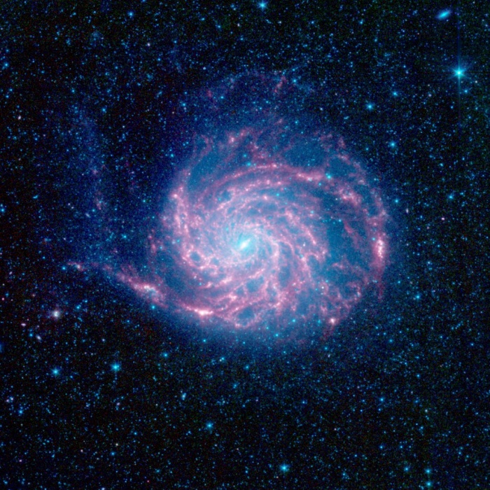 
	Spitzer's M101
	Credit: NASA, JPL-Caltech, K. Gordon (STScI) et al.
	Astronomy Picture of the Day - 2009 December 30

	Explanation: Big, beautiful spiral galaxy M101 is one of the last entries in Charles Messier's famous catalog, but definitely not one of the least. About 170,000 light-years across, this galaxy is enormous, almost twice the size of our own Milky Way Galaxy. M101 was also one of the original spiral nebulae observed by Lord Rosse's large 19th century telescope, the Leviathan of Parsontown. Recorded at infrared wavelengths by the Spitzer Space telescope, this 21st century view shows starlight in blue hues while the galaxy's dust clouds are in red. Examining the dust features in the outer rim of the galaxy, astronomers have found that organic molecules present throughout the rest of M101 are lacking. The organic molecules tracked by Spitzer's instruments are called polycyclic aromatic hydrocarbons (PAHs). Of course, PAHs are common components of dust in the Milky Way and on planet Earth are found in soot. PAHs are likely destroyed near the outer edges of M101 by energetic radiation in intense star forming regions. Also known as the Pinwheel Galaxy, M101 lies within the boundaries of the northern constellation Ursa Major, about 25 million light-years away.