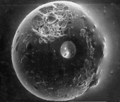 Astronomy Picture of the Day: A Spherule from the Earth's Moon