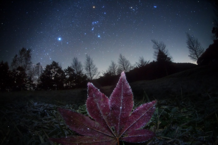    Frosted Leaf Orion  Credit:   Masahiro Miyasaka Astronomy Picture of the Day - 2010 November 17  Explanation: Sometimes, you can put some night sky in your art. Captured above Japan earlier this month, a picturesque night sky was photographed behind a picturesque frosted leaf. The reflecting ice crystals on the leaf coolly mimic the shining stars far in the background. The particular background sky on this 48-second wide angle exposure, however, might appear quite interesting and familiar. On the far left, although hard to find, appears a streaking meteor. Below and to the right of the meteor appears a longer and brighter streak of an airplane. The bright star on the left is the dog-star Sirius, the brightest star on the night sky. To Sirius' right appears the constellation of Orion, including the three linear belt stars below the red giant Betelgeuse. The bright patch of light further to the right is the Pleiades open star cluster. Similar views including the constellation Orion can be seen above much of the northern hemisphere for the next several months, although you might have to provide your own leaf.