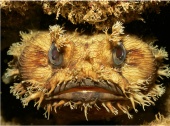 Banded toadfish among the coral