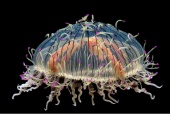 Monterey Bay Aquarium, California - Sparkling Olindias jellyfish