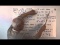 The Circle and Projective Homogeneous Coordinates II