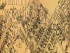 Warfare in the Ancient Near East