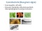 Chapter 4: Survey of Prokaryotic Cells (3/3)