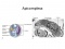 Chapter 5: A Survey of Eukaryotic Cells and Microorganisms (3/3)