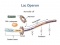 Chapter 9: Microbial Genetics (3/5)