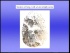 Pulmonary Gas Exchange-Part II