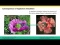 Regulatory proteins and RNAs