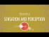 Sensation & Perception