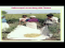 Ecological Methods of Pest Management - Mechanical