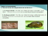 Biological Control - Parasitoids