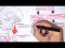 Compensatory Mechanisms of (Medical) Shock