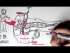 Insulin and Glucagon Overview