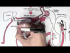 Part II - Regulation of Blood Pressure (Hormones)