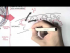 Male Reproductive System - Hormonal Function and Regulation
