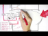 Female Reproductive System - Menstrual Cycle, Hormones and Regulation