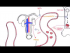 Endocrinology - Renal Hormones