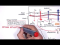 Respiration Gas Exchange