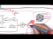 Physiology of Lipoproteins Cholesterol