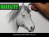 How to Draw a Horse [Narrated Step by Step]