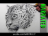 How to Draw a Leopard [Narrated, Step by Step]