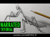 How to Draw a Praying Mantis