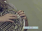 How to Play a French Horn with Complex Fingerings