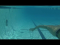 How to Swim Underwater
