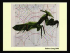 The Mind of a Visual Thinker: Photo-Realistic Images