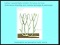 Lecture 31: Gymnosperm diversity and reproduction / seed evol.