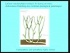 Lecture 31: Gymnosperm diversity and reproduction / seed evol.