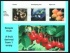 Lecture 34: Introduction to plant morphology and anatomy
