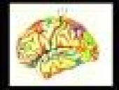 Architecture of the Brain, with Elly Nedivi (2003)