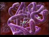Oxygen Transport